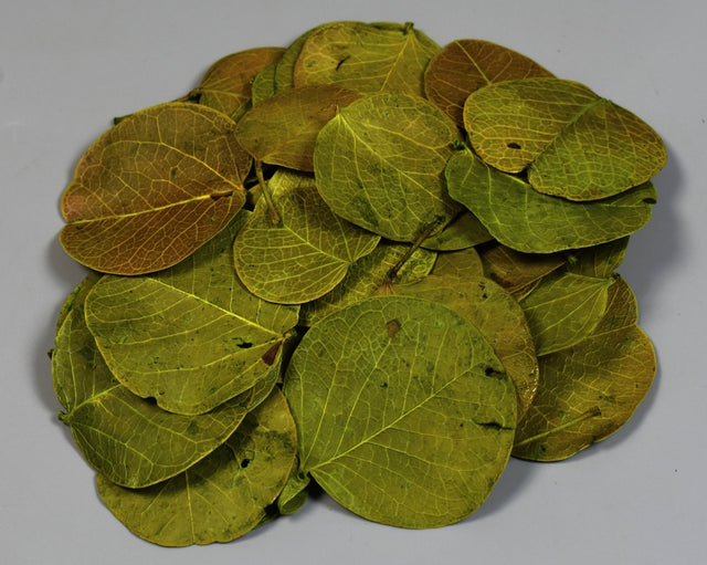 Image for Frunze moneta verde deschis