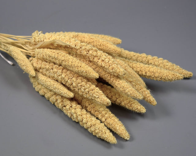 Image for Mohor 100gr.inalbit