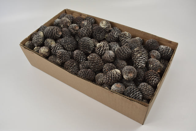 Image for Murii cu chiciura