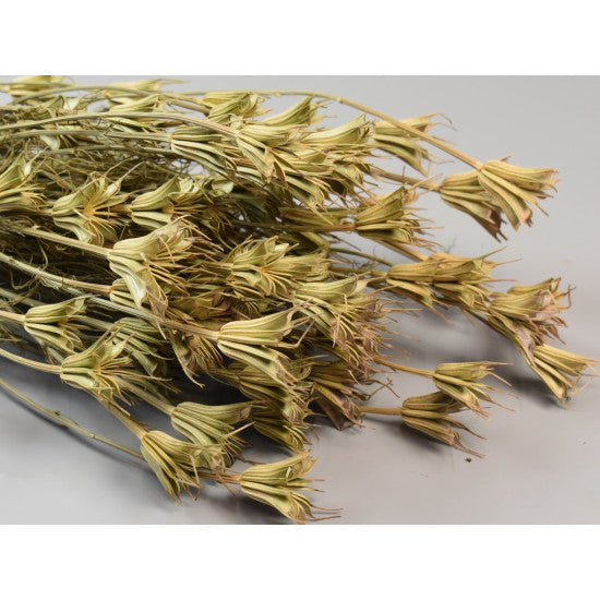 Nigella orientale 100gr natur