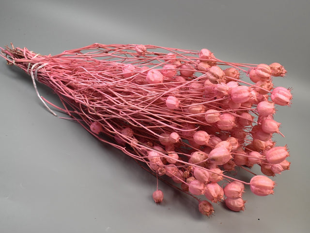 Image for Nigella damascena 100gr roz