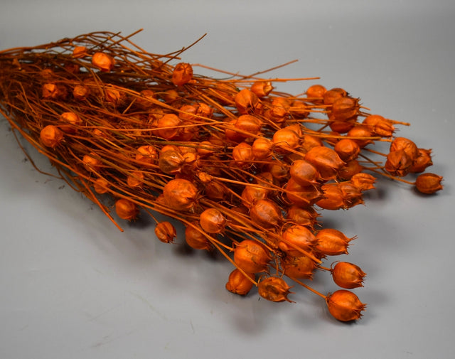 Image for Nigella damascena 100g portocaliu