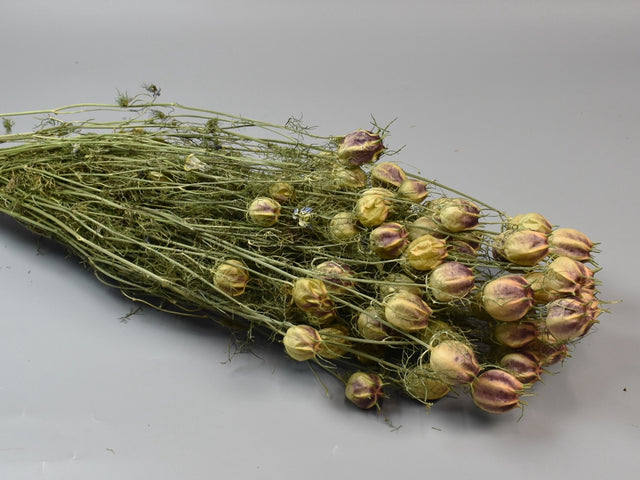 Image for Nigella damascena 100gr natur