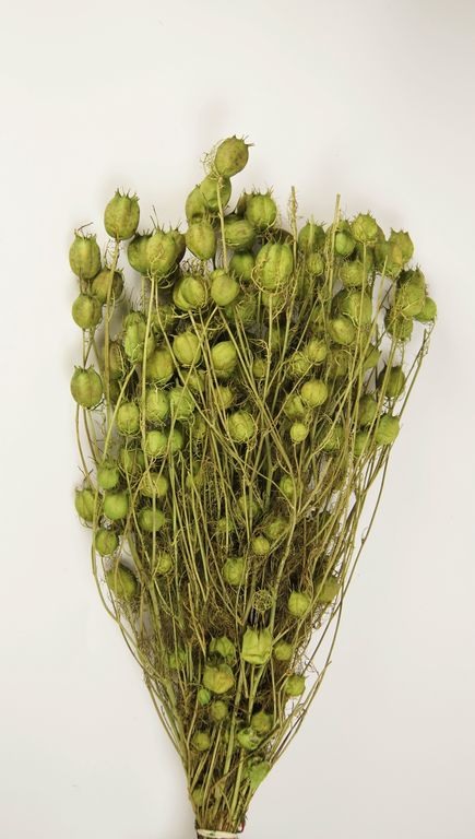 Image for Nigella damascena 100g verde deschis