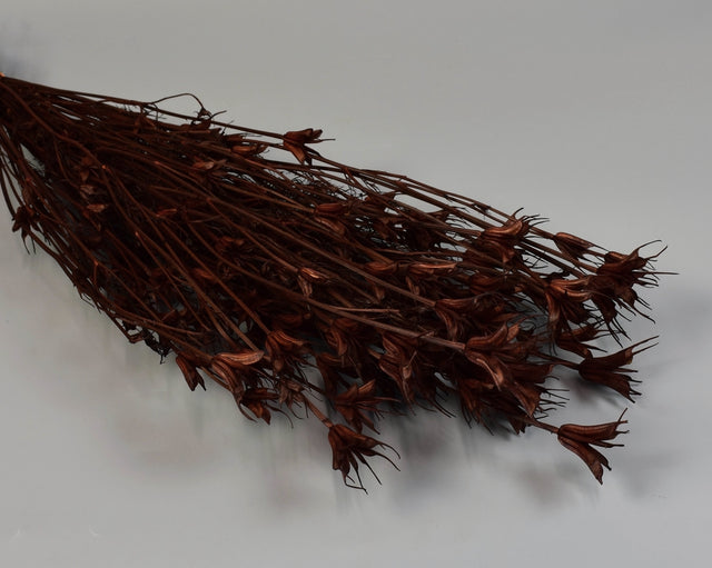 Nigella orientale 100gr maro