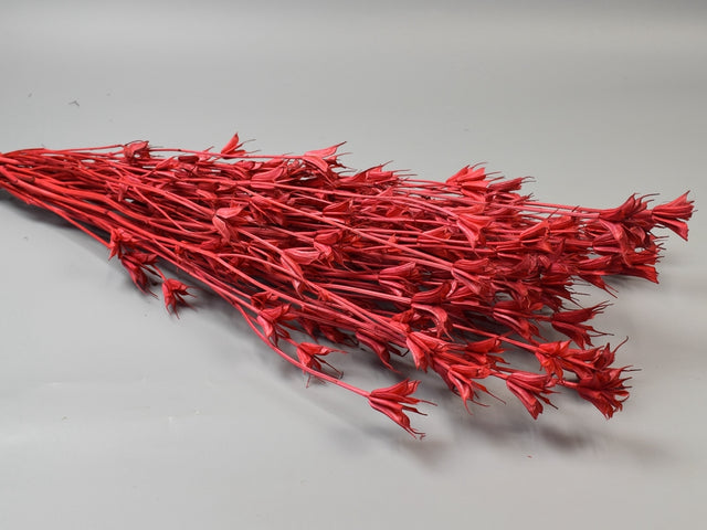 Image for Nigella inalbit rosu