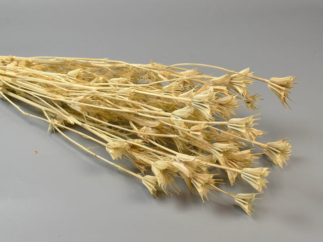 Image for Nigella 100gr inalbit