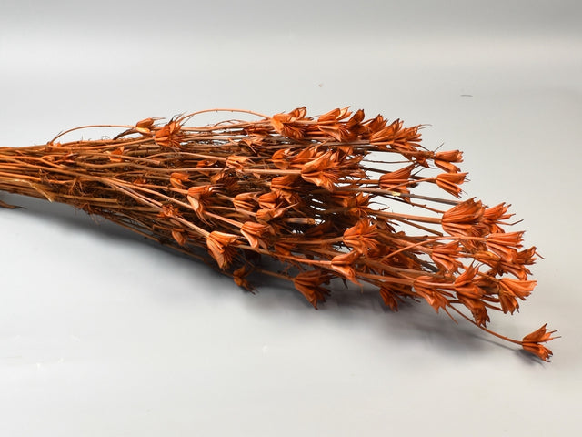 Image for Nigella 100gr portocaliu