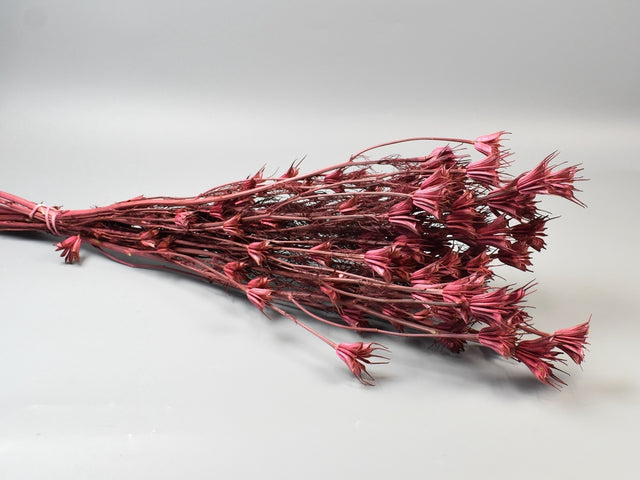 Image for Nigella 100gr roz