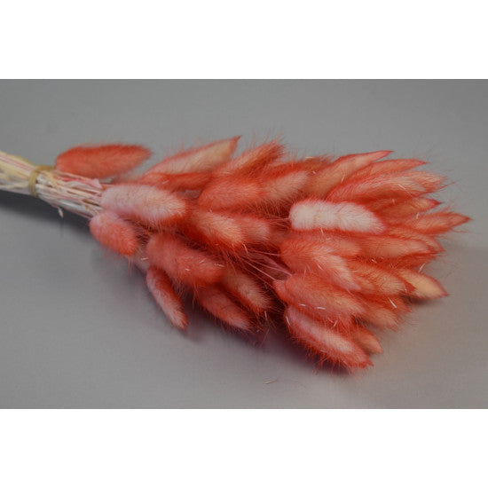 Lagurus ombre rosu