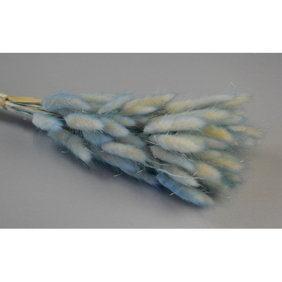 Lagurus ombre albastru deschis