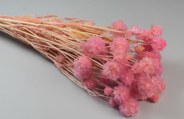 Image for Ochiul dracului inalbit roz