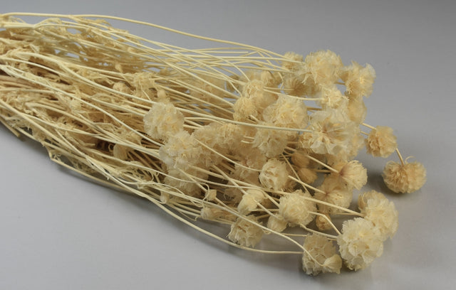 Image for Ochiul dracului inalbit