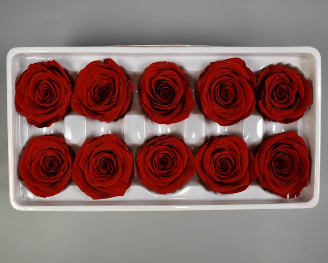 Image for Cap trandafiri criogenati 3-4cm B rosu