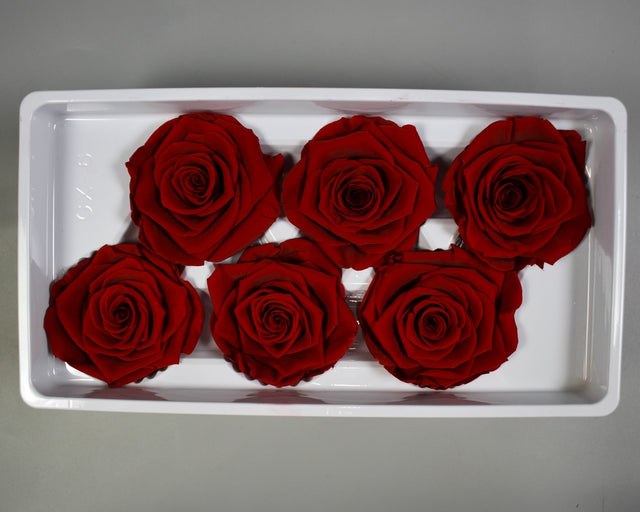 Image for Cap trandafiri criogenati 5-6cm A rosu