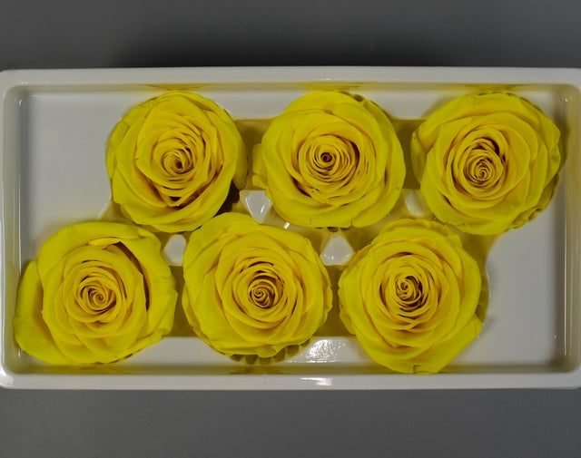 Image for Cap trandafiri criogenati 5-6cm A galben