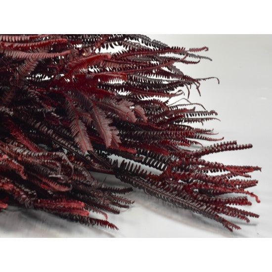 Feriga cu ramuri 150gr bordeaux