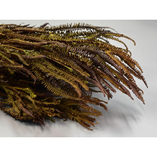 Feriga cu ramuri 150gr verde deschis