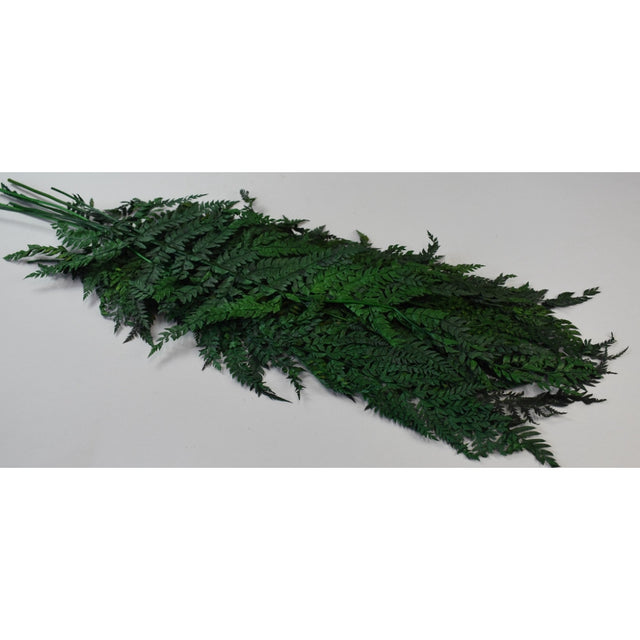 Feriga 50cm prep.verde