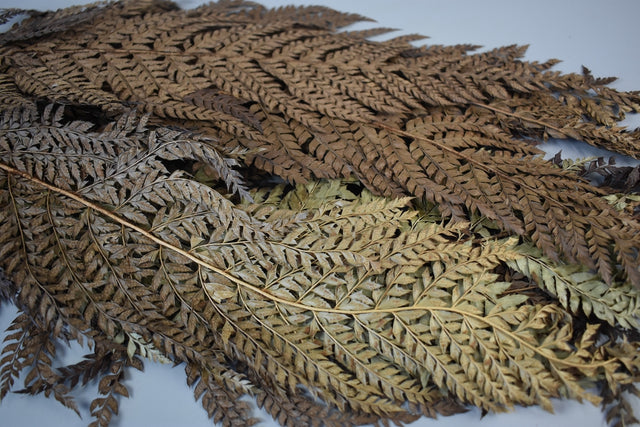 Image for Frunza feriga 50cm natur