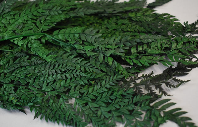 Image for Feriga 50cm prep.verde