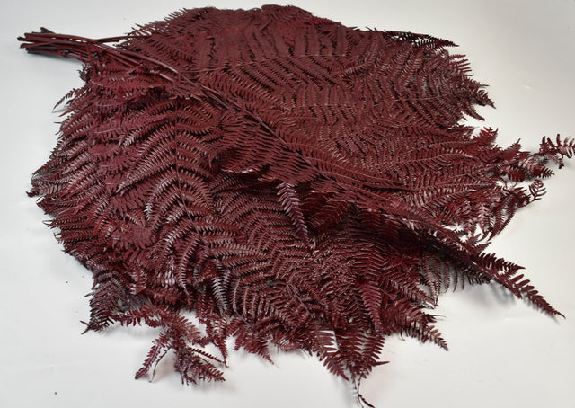 Frunze feriga uriase bordeaux