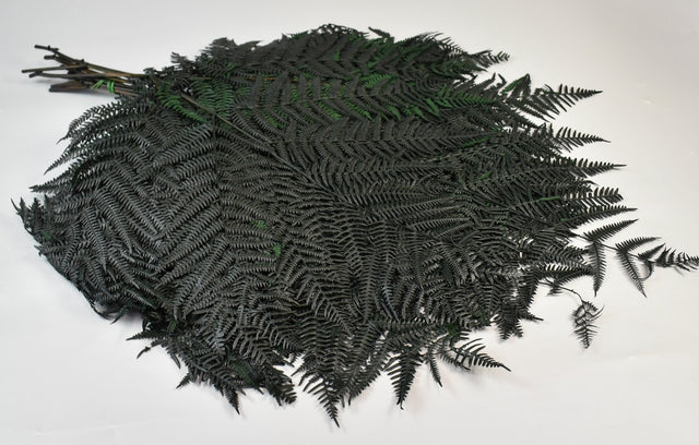 Image for Frunze feriga uriase verde inchis