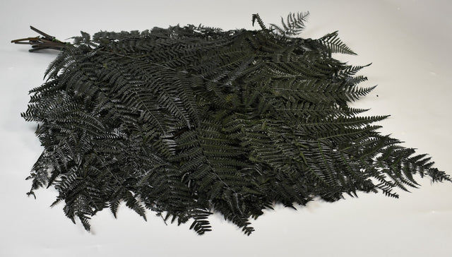 Image for Frunze feriga uriase verde deschis