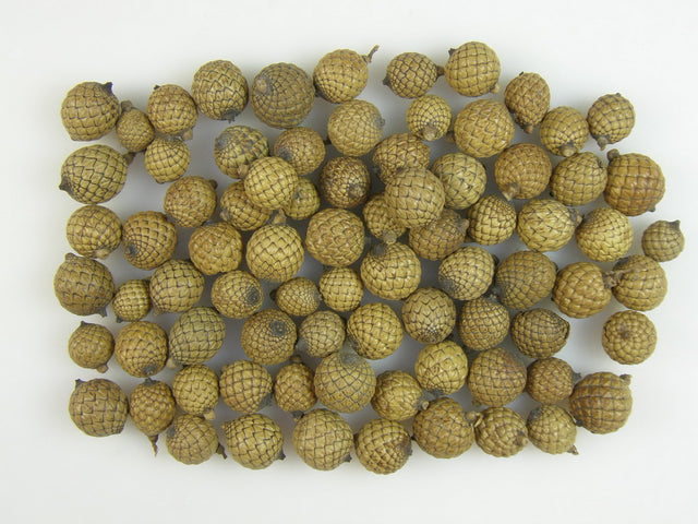 Image for Fructe de palmier rotunde natur