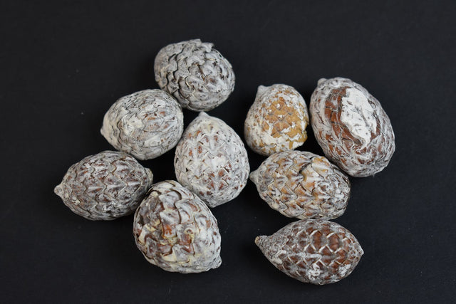 Image for Fructe de palmier cu chiciura