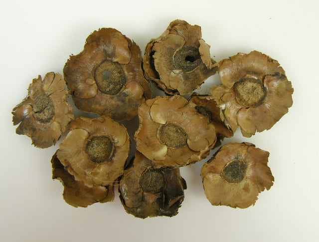 Image for Flori de palmier mic 7-9cm natur