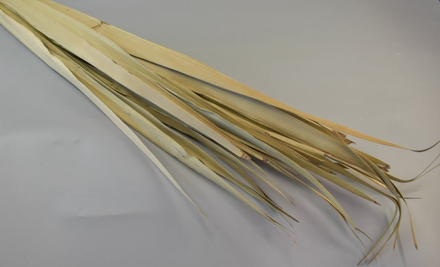 Image for Frunza palmier lung natur