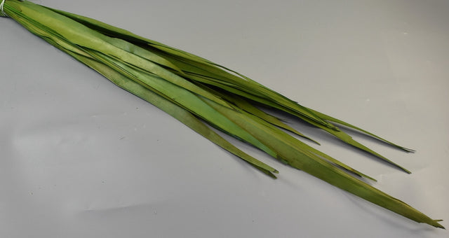 Image for Frunza palmier lung verde deschis