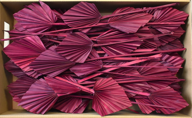 Image for Frunza palmier mediu bordeaux