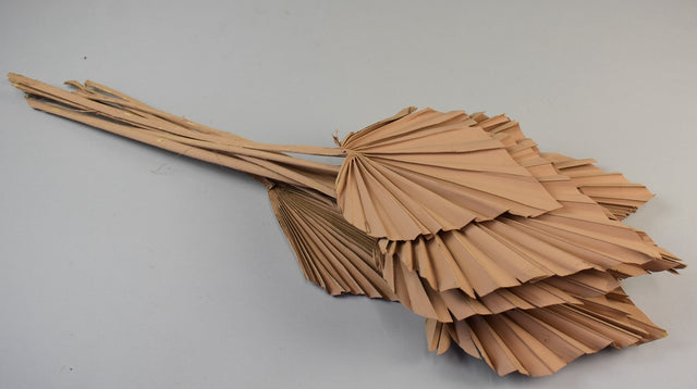 Image for Frunza palmier mediu vopsit cappucino