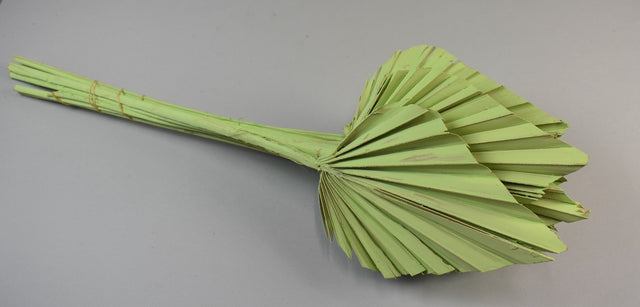 Image for Frunza palmier mediu vopsit verde deschis