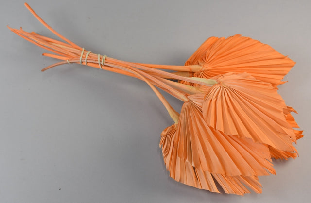 Image for Frunza palmier mediu inalbit piersica