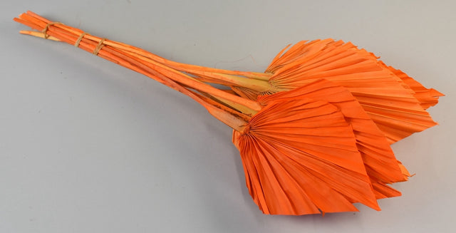 Image for Frunza palmier mediu inalbit portocaliu