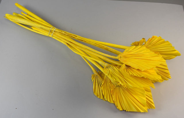 Image for Frunza palmier mediu inalbit galben