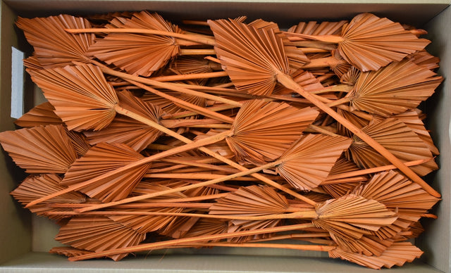 Image for Frunza palmier mediu portocaliu