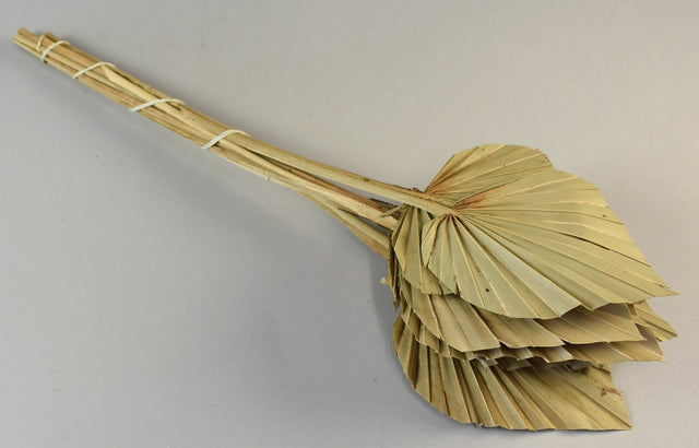 Image for Frunza palmier mediu natur