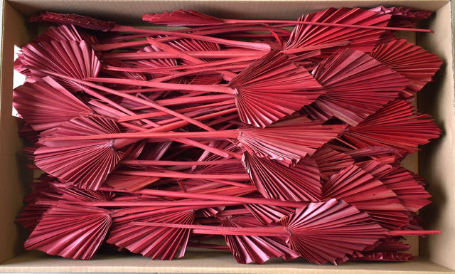 Image for Frunza palmier mediu rosu