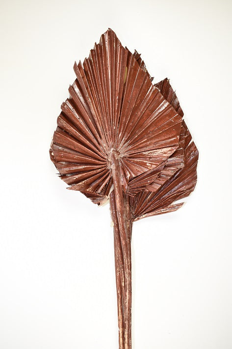 Image for Frunza palmier mediu cerat cul.maro