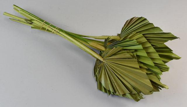 Image for Frunza palmier mediu verde deschis