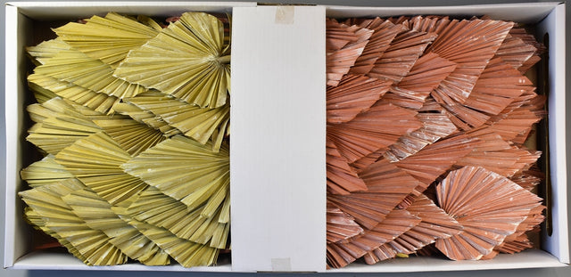 Image for Frunza palmier mediu cu chiciura galben/portocaliu