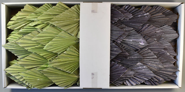 Image for Frunza palmier mediu cu chiciura verde deschis/mov