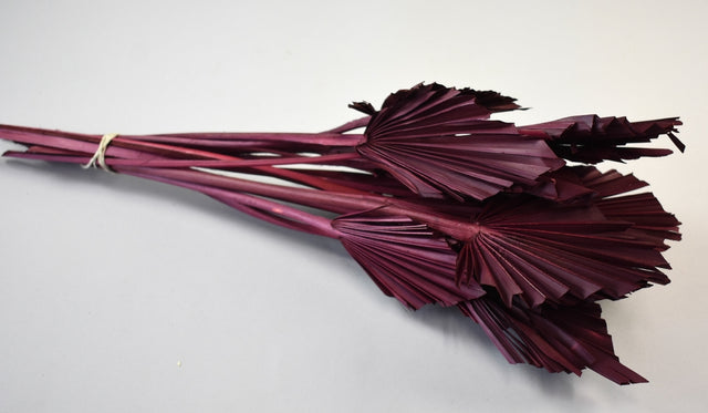 Image for Frunza palmier mini bordeaux