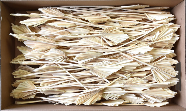 Image for Frunza palmier mini inalbit 200buc