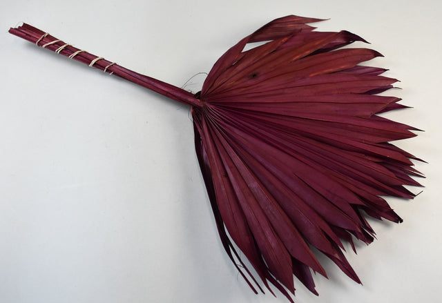 Image for Frunza palmier soare bordeaux