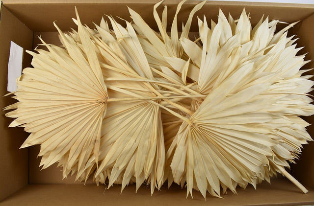 Image for FRUNZA PALMIER SOARE INALBIT Z210